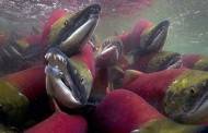 Hàng Triệu Cá Hồi Đỏ Lúc Nhúc Dưới Sông ở Canada --- Chừng Nào Đoàn 