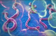 Virus Ebola Vượt Hàng Rào Chủng Loại